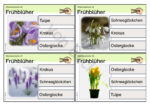 32 Klammerkarten zu 4 Frühblühern – Bild 3