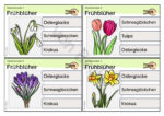 32 Klammerkarten zu 4 Frühblühern – Bild 4