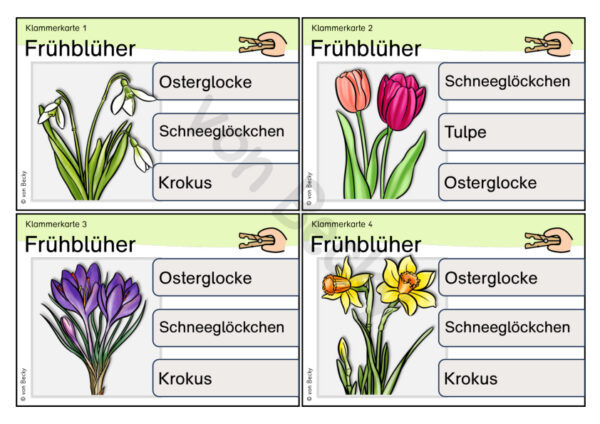32 Klammerkarten zu 4 Frühblühern – Bild 4