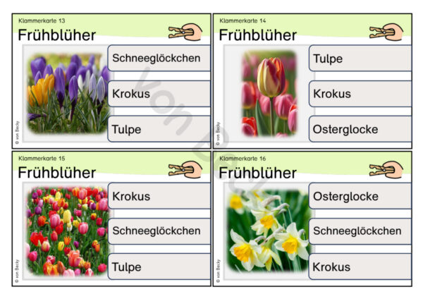 32 Klammerkarten zu 4 Frühblühern – Bild 2