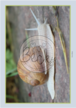 Sachtext Weinbergschnecke (Lesekonferenz, Fragen zum Text, Steckbrief) – Bild 4